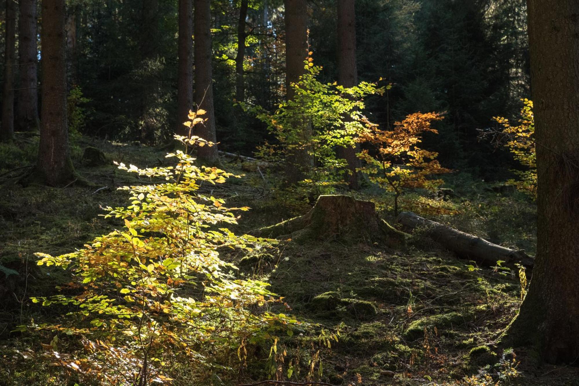 Holzhaus Onkel Fritz Mit Sauna Und Whirlwanne Esch  Εξωτερικό φωτογραφία
